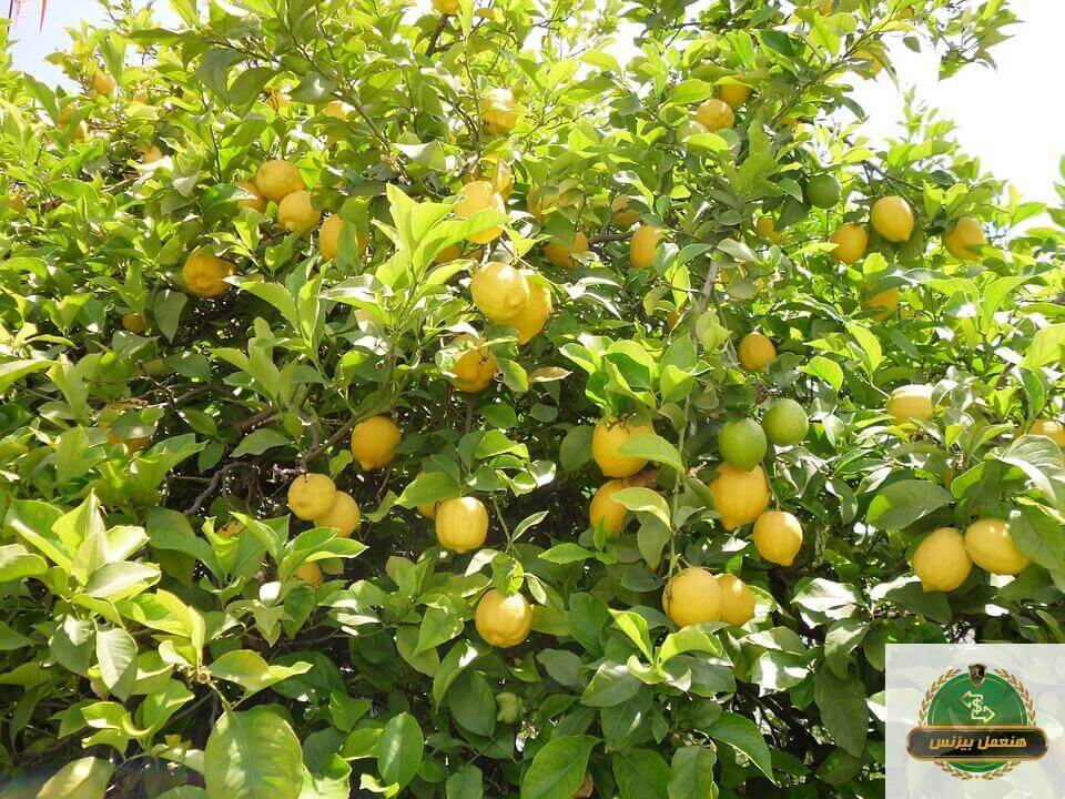 دراسة جدوى مشروع زراعة الليمون ٥ فدان و طريقة زراعة الليمون 
