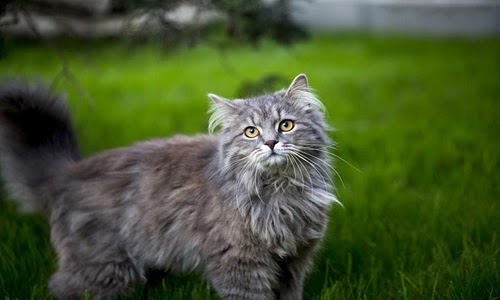 معلومات عن قط ماين كون Maine coon و اهم خصائصة و مميزاته و عيوبة