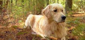 معلومات عن كلاب جولدن ريتريفر Golden retriever و مواصفاتها و طرق التغذية