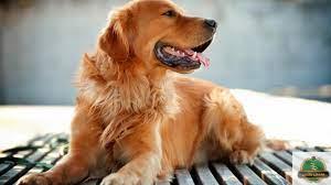 معلومات عن كلاب جولدن ريتريفر Golden retriever و مواصفاتها و طرق التغذية