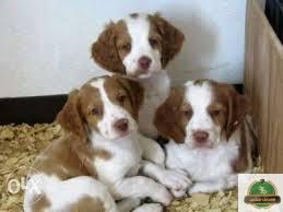 الكلب البريتاني Brittany dog اشهر سلالات كلاب الصيد