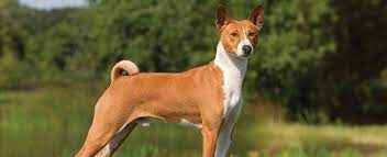 مميزات و عيوب كلاب باسنجي او الكلب الصامت Basenji dog