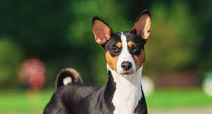 مميزات و عيوب كلاب باسنجي او الكلب الصامت Basenji dog