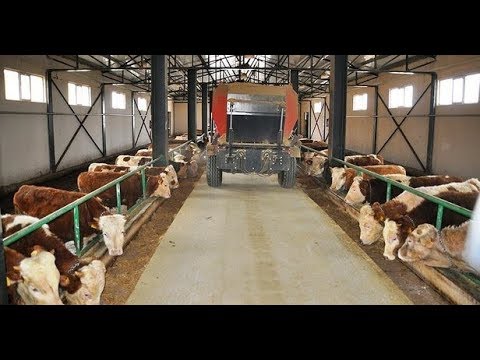 دراسة جدوى مشروع تسمين عجول و طريقة تربية العجول و الانواع و التكلفة