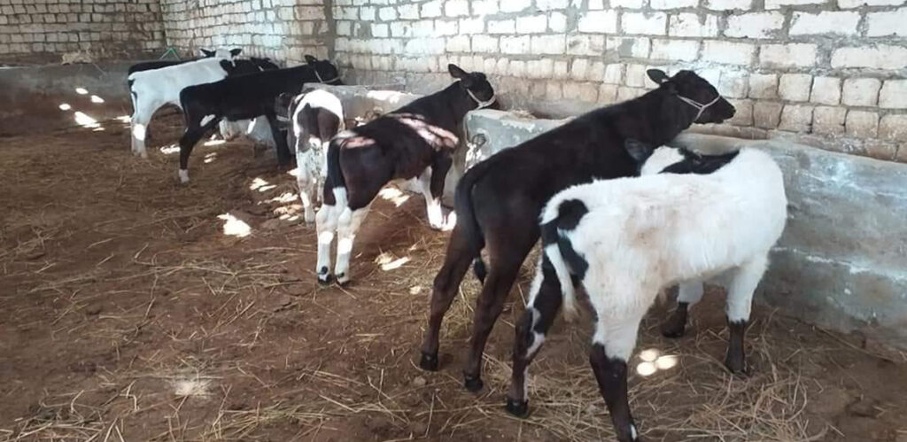 دراسة جدوى مشروع تسمين عجول و طريقة تربية العجول و الانواع و التكلفة